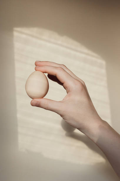 istock Egg in a hand on a light background. Creative background from shadows of woman's hand with egg against background. 1255420159
