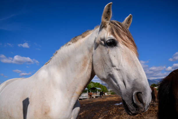 istock Horse on a farm 1255420725
