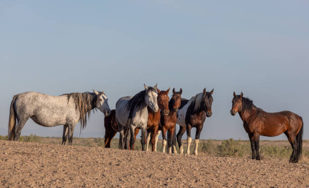 istock Wild Horses in the Utah Desert 1255420774