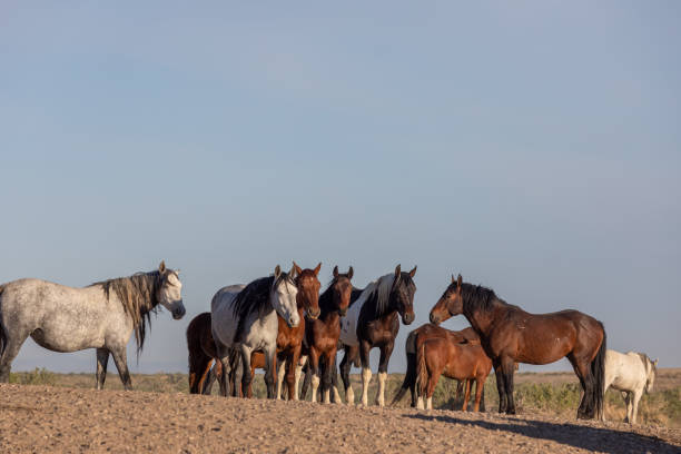 istock Wild Horses in the Utah Desert 1255420790