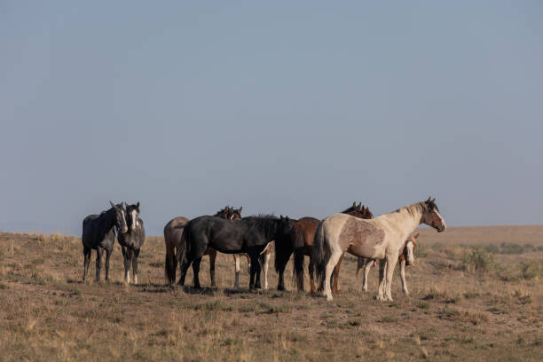istock Wild Horses in the Utah Desert 1255421921