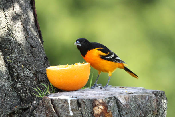 istock Male Baltimore Oriole Bird Icterus galbula Eating Orange Fruit 1255422052