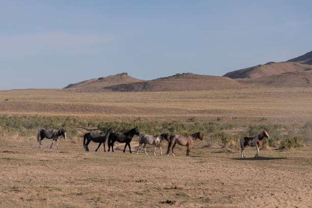 istock Wild Horses in the Utah Desert 1255422221