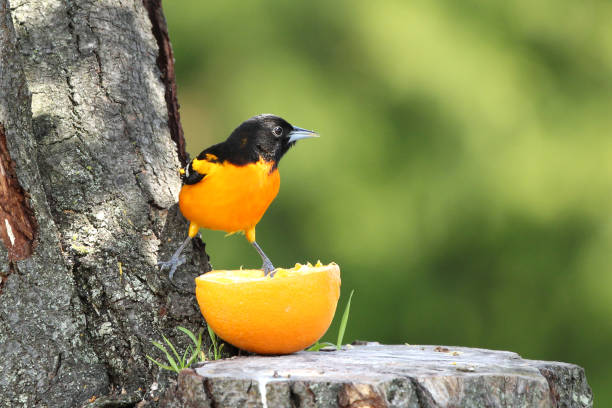 istock Male Baltimore Oriole Bird Icterus galbula Preparing to Eat Orange Fruit 1255423237