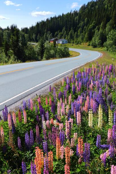 istock Road in Telemark, Norway 1255423615