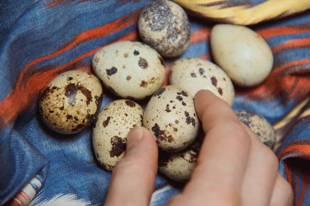 istock Closeup of a female hands keeps fresh quail eggs from a cloth on a tabletop 1255423838