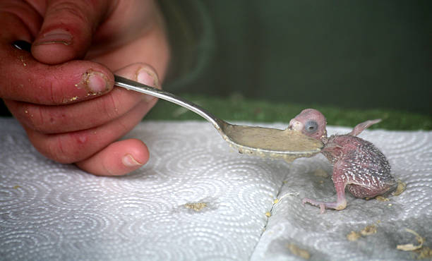 Little budgerigar, feeding with a spoon  aufzucht stock pictures, royalty-free photos & images