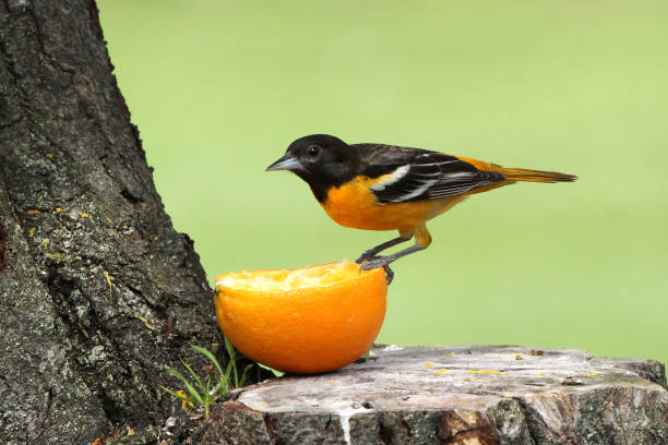 istock Male Baltimore Oriole Bird Icterus galbula Perching on Orange Fruit 1255424825