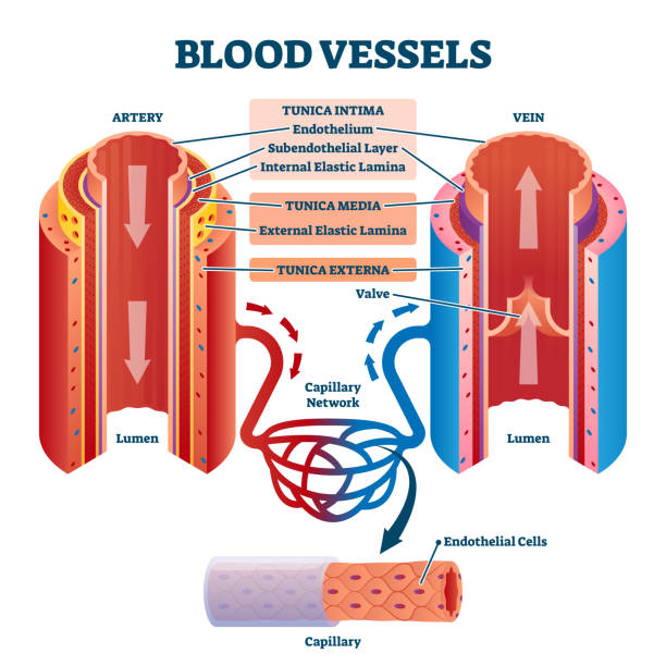 Blood vessels with artery and vein internal structure vector illustration Blood vessels with artery and vein internal structure comparison vector illustration. Educational lumen direction description scheme. Labeled tunica intima, media and externa graphic for anatomy study endothelial stock illustrations