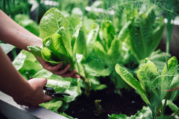donna che taglia verdure a foglia con cesoie da potatura - human hand gardening vegetable garden farm foto e immagini stock