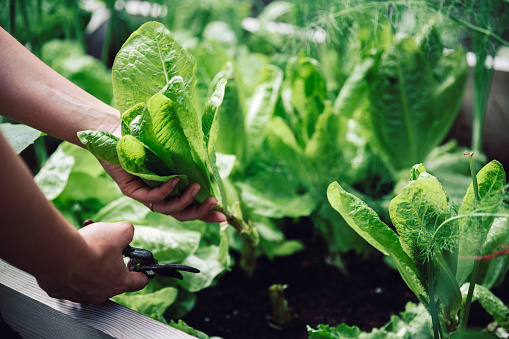 Close-up of a female hands cutting a plant with pruning shears in her vegetable garden. Woman cutting leafy vegetable for making green salad.