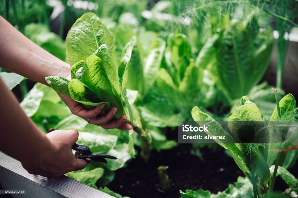Woman cutting leafy vegetable with pruning shears Close-up of a female hands cutting a plant with pruning shears in her vegetable garden. Woman cutting leafy vegetable for making green salad. Vegetable Stock Photo