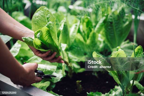 Woman Cutting Leafy Vegetable With Pruning Shears Stock Photo - Download Image Now - Vegetable, Vegetable Garden, Spinach