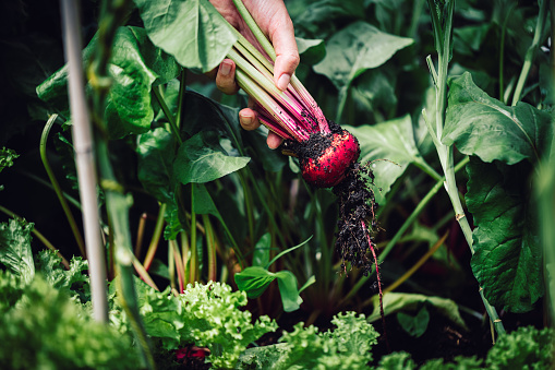 Close-up of a harvesting beetroot in garden. Picking up beetroot from vegetable garden.