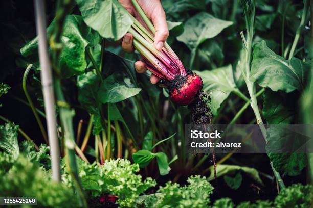 Picking Up Beetroot From Vegetable Garden Stock Photo - Download Image Now - Common Beet, Vegetable Garden, Hand