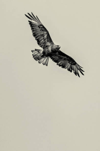 istock BLACK AND WHITE IMAGE OF BUZZARD 1255425312