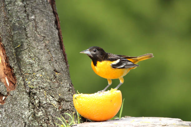istock Male Baltimore Oriole Bird Icterus galbula Eating Orange Fruit 1255425866