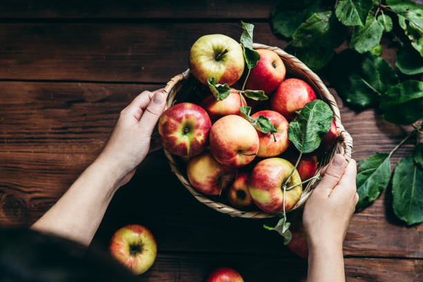 Woman with freshly picked apples Directly above shot of woman with a basket full of harvested apples on table. Woman with freshly picked apples. basket of fruit stock pictures, royalty-free photos & images