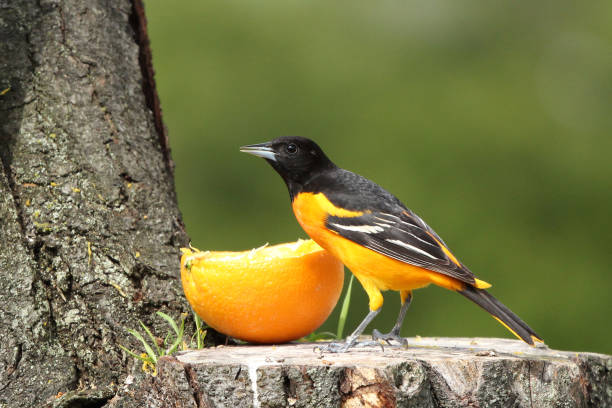 istock Male Baltimore Oriole Bird Icterus galbula Eating Orange Fruit 1255426036