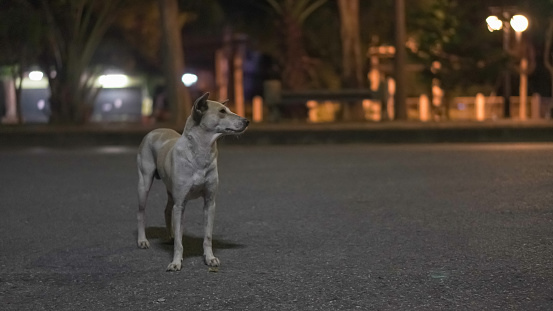 Stray dogs that stand to watch the way at night