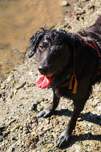 After a swim in the lake, the old dog stands on the stones on the shore and looks happily panting into the camera.