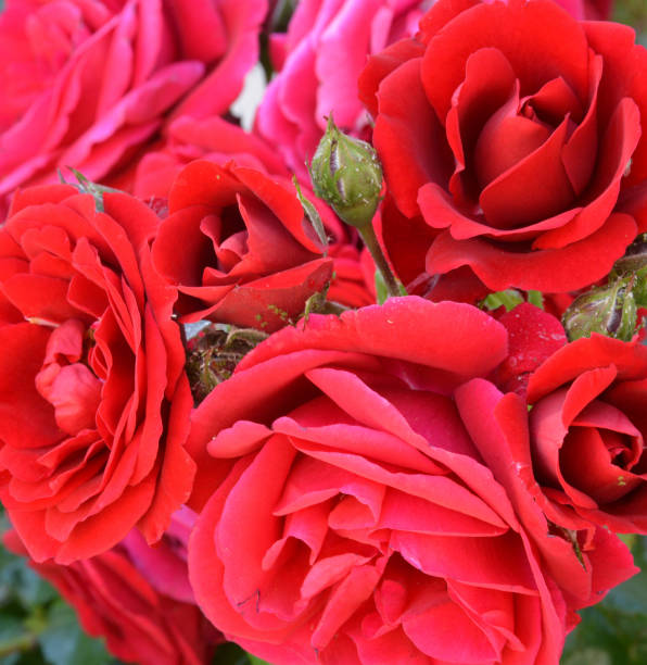 istock close-up bouquet of red roses 1255427385