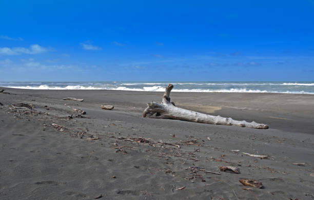 istock Log on Centerville Beach in Northern California. 1255427577