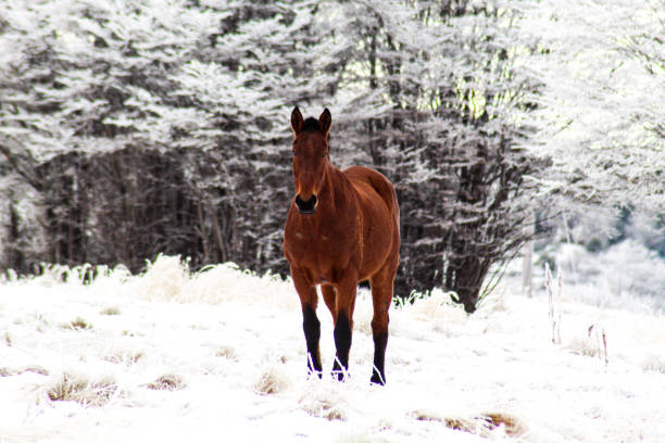 istock Patagonian  wild  horse 1255430144
