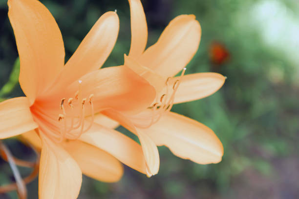The photo has taken during summer season