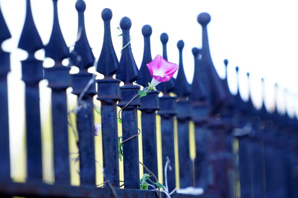 istock Flower grows atop iron fence 1255432358