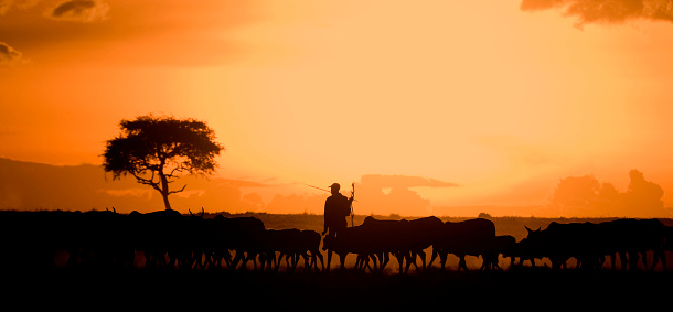 Maasai Mara National Park, Kenya | October 19, 2007: Maasai farmer moving his herd of cattle at sunset