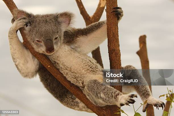 Photo libre de droit de Koala Pendant Environ banque d'images et plus d'images libres de droit de Animaux à l'état sauvage - Animaux à l'état sauvage, Australie, Comportement animal