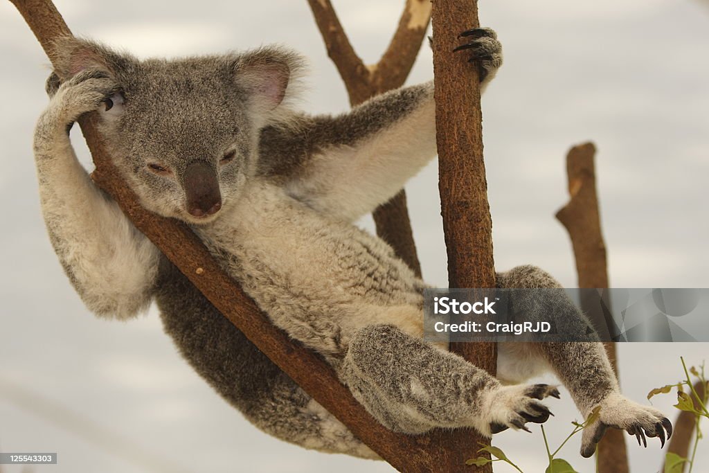 Koala wiszące na - Zbiór zdjęć royalty-free (Australia)