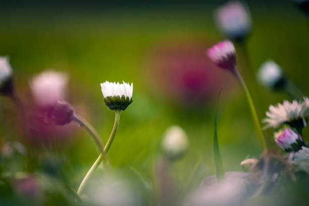 Wild flowers of daisies bloomed in the garden, against a defocused background stock photo