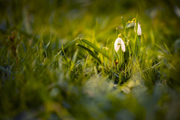 istock Spring snowdrops in the grass in the garden with a defocused background 1255433068