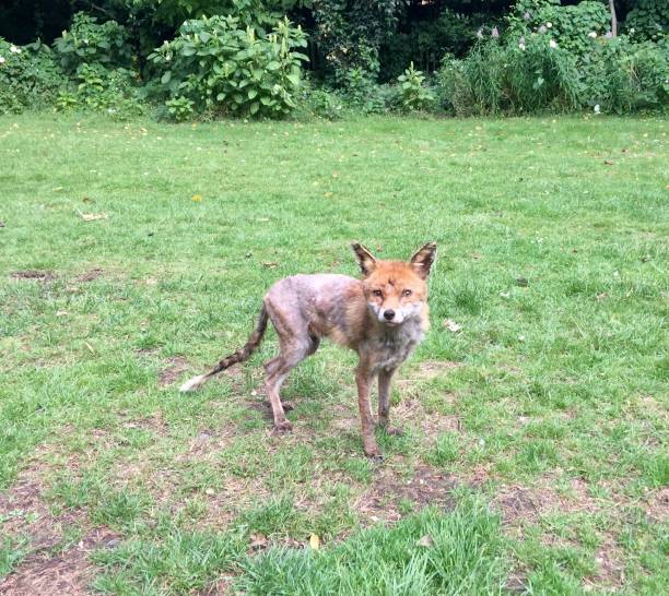 Fox Mange London urban fox infested with sarcoptic mange borough of bromley photos stock pictures, royalty-free photos & images