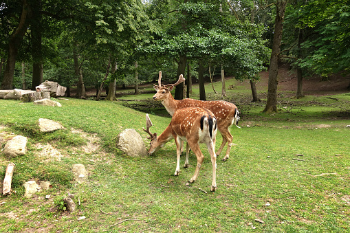 A group of deer during the afternoon in the deer park in Aarhus, Denmark.