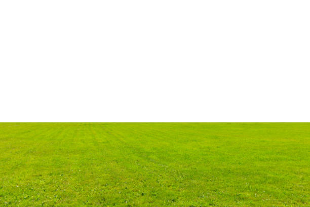 istock Blank green grass field isolated on white background with place for text 1255434369