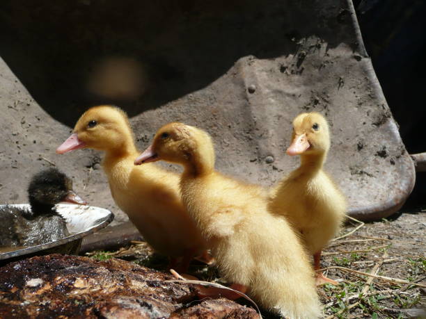 istock small ducklings cool off on the farm 1255434452