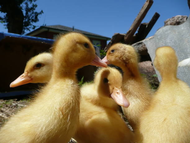 istock small group ducklings warming in the sun 1255434508