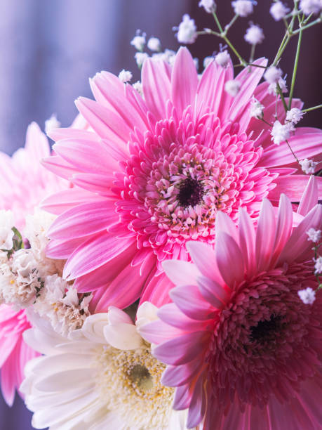 Beautiful pink gerbera daisy bouquet in a vase. Closeup, petals detail. Floral arrangement
