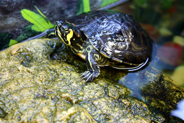tortue - turtle photos et images de collection