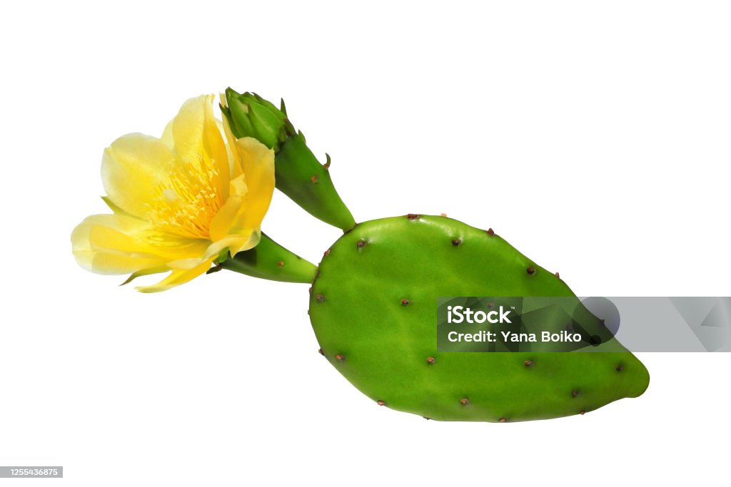 Opuntia cactus with flower isolated Opuntia cactus (prickly pear) with yellow flower isolated on white background Cactus Stock Photo