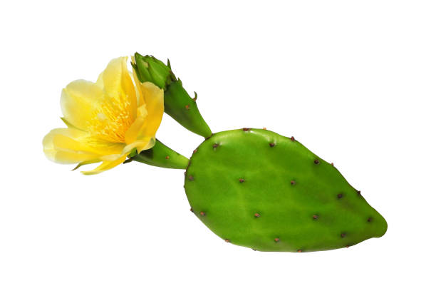 Opuntia cactus with flower isolated Opuntia cactus (prickly pear) with yellow flower isolated on white background cactus stock pictures, royalty-free photos & images