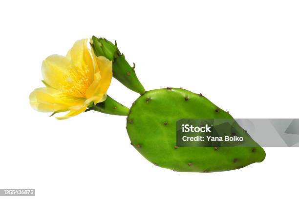 Opuntia Cactus With Flower Isolated Stock Photo - Download Image Now - Cactus, Prickly Pear Cactus, Flower