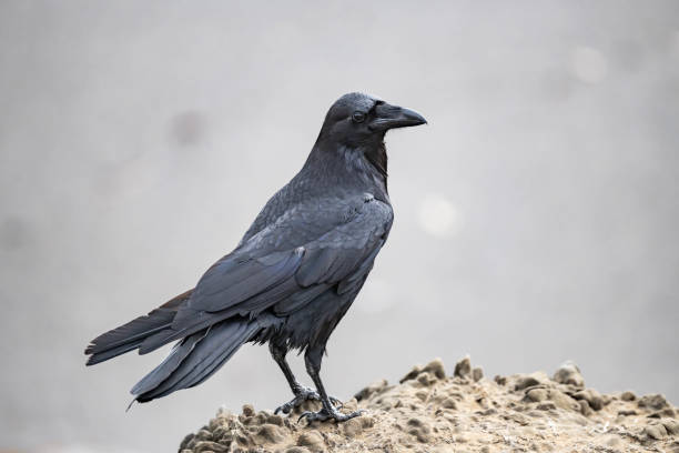 istock A sea bird on a rock 1255437076