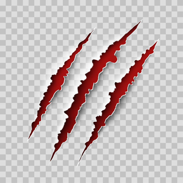 illustrazioni stock, clip art, cartoni animati e icone di tendenza di artigli graffi. gli artigli animali selvatici graffiano la consistenza con sfondo rosso. vettore mostro di halloween graffiato segnato isolato - artiglio-di-uccello
