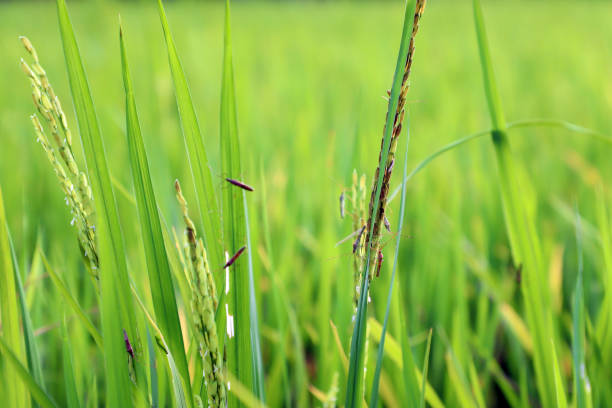 Ear Rice Infestation 230+ Rice Rice Paddy Harvesting Kerala Stock Photos, Pictures & Royalty ...