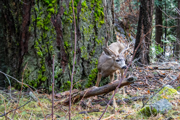 cztery punkty mule jelenie pasące się w lesie. park narodowy yosemite - mule deer zdjęcia i obrazy z banku zdjęć