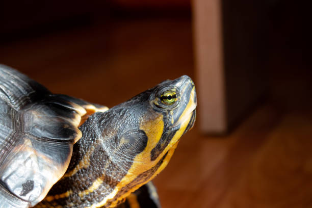 tortue - turtle photos et images de collection